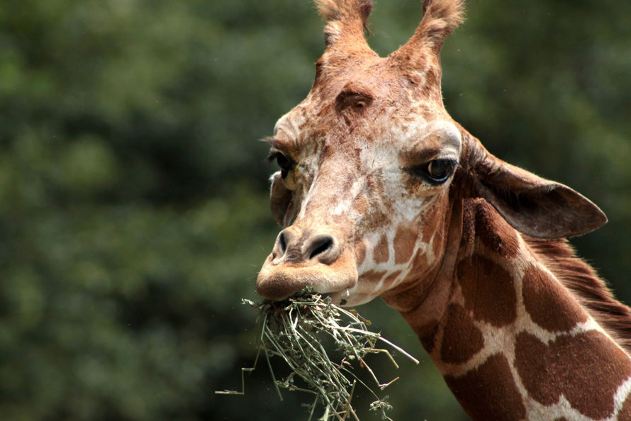 Toggle navigation MENU